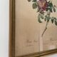 Vintage frame botanical illustration "Rosier d'amour" by Redouté