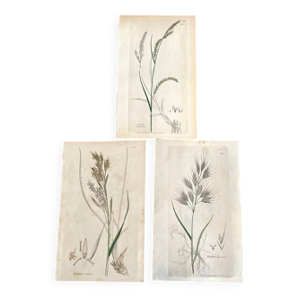 Trio of botanical plates, Ed London 1809
