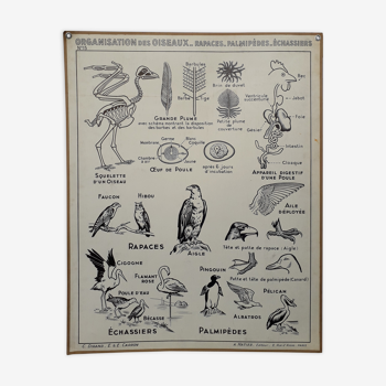 Affiche pédagogique vintage C.Dirand E.&E Carron 1940' - L'organisation des Oiseaux.