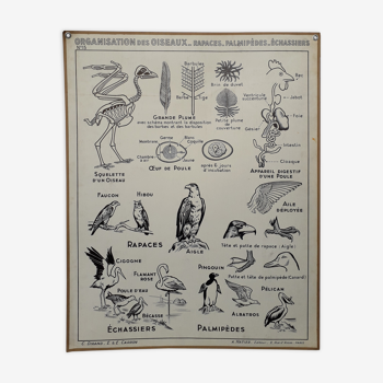 Vintage Pedagogical Poster - C.Dirand - E.E. Carron 1940' - The Birds Organization.