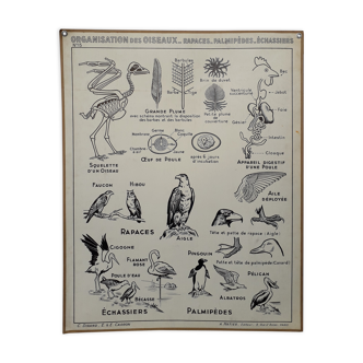 Vintage Pedagogical Poster - C.Dirand - E.E. Carron 1940' - The Birds Organization.
