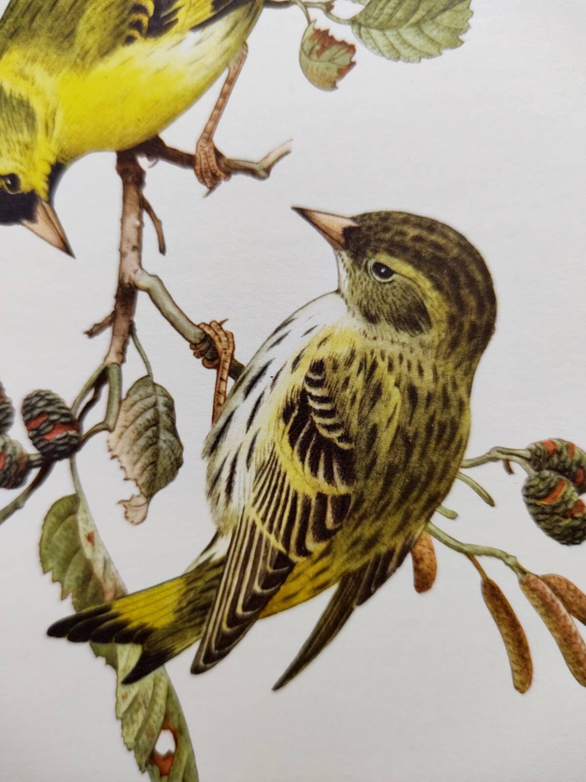 Bird board from the 60s - Siskin of the Aunes - Vintage ornithology and zoology illustration