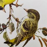 Bird board from the 60s - Siskin of the Aunes - Vintage ornithology and zoology illustration
