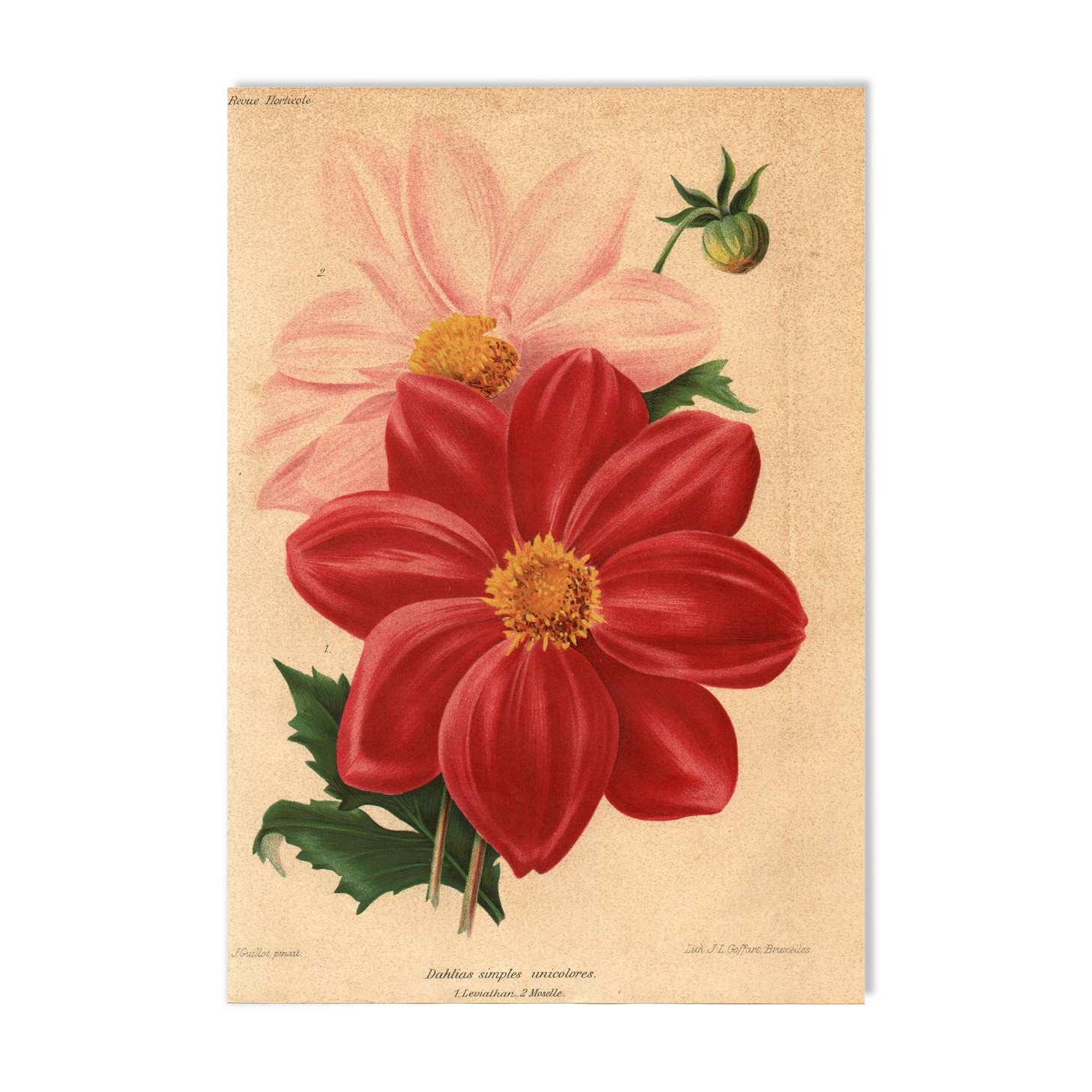Botanical Engraving 1911 - Monochrome Dahlias by J. Guillot - Garden Flowers