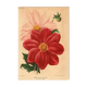 Botanical Engraving 1911 - Monochrome Dahlias by J. Guillot - Garden Flowers