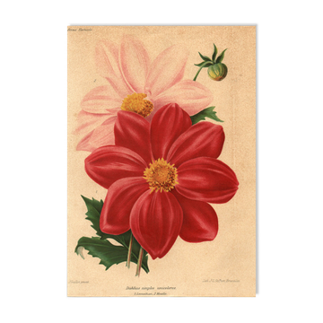 Botanical Engraving 1911 - Monochrome Dahlias by J. Guillot - Garden Flowers