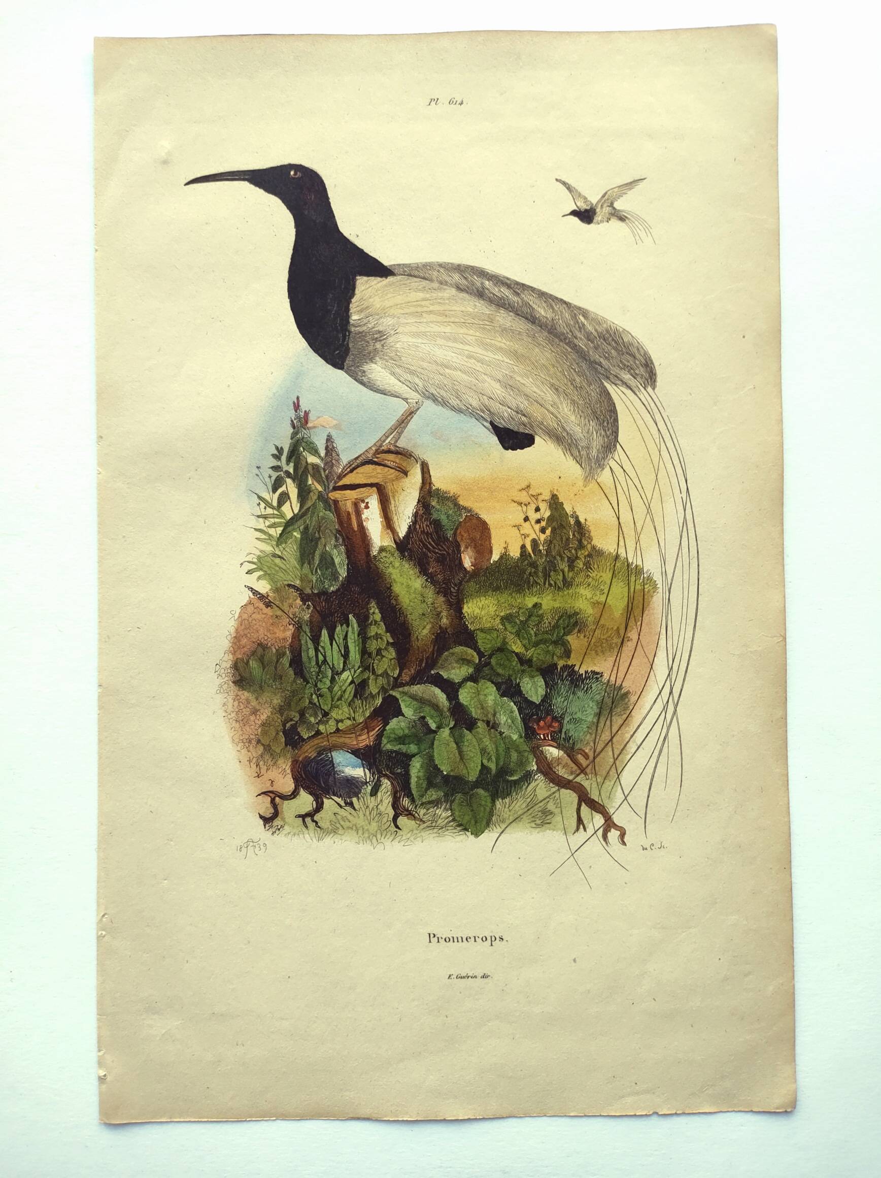 Antique engraving from 1839 -Promerops bird- hand-colored, by DuCasse