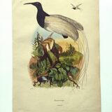 Antique engraving from 1839 -Promerops bird- hand-colored, by DuCasse