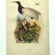 Gravure ancienne de 1839 -Oiseau Promerops- coloriée à la main, de DuCasse
