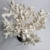 Old white coral in branches on base, 32 cm