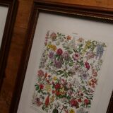 Lithographie originale sur les chapiteaux