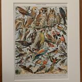 Planche illustrée vintage sur les oiseaux utiles (cresserelle) - 1910