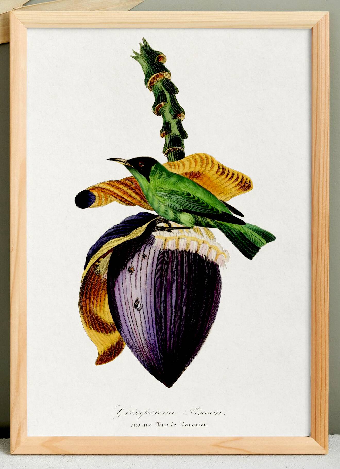 Poster about the banana flower, based on an old engraving from 1842.