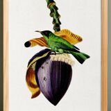 Poster about the banana flower, based on an old engraving from 1842.