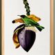 Affiche sur la fleur de bananier, d'après une gravure ancienne de 1842.