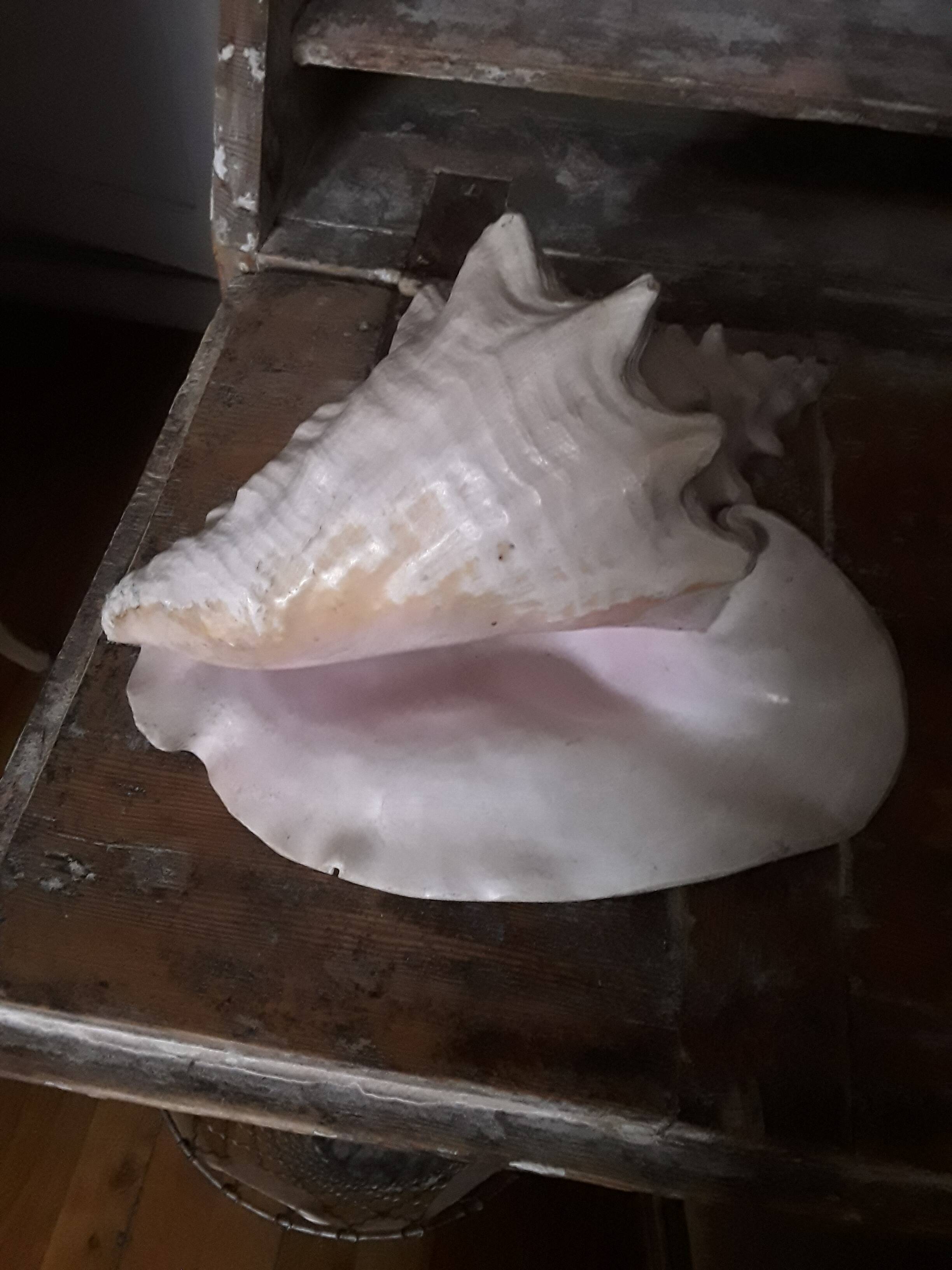 Very beautiful pinkish interior seashell.