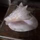 Very beautiful pinkish interior seashell.
