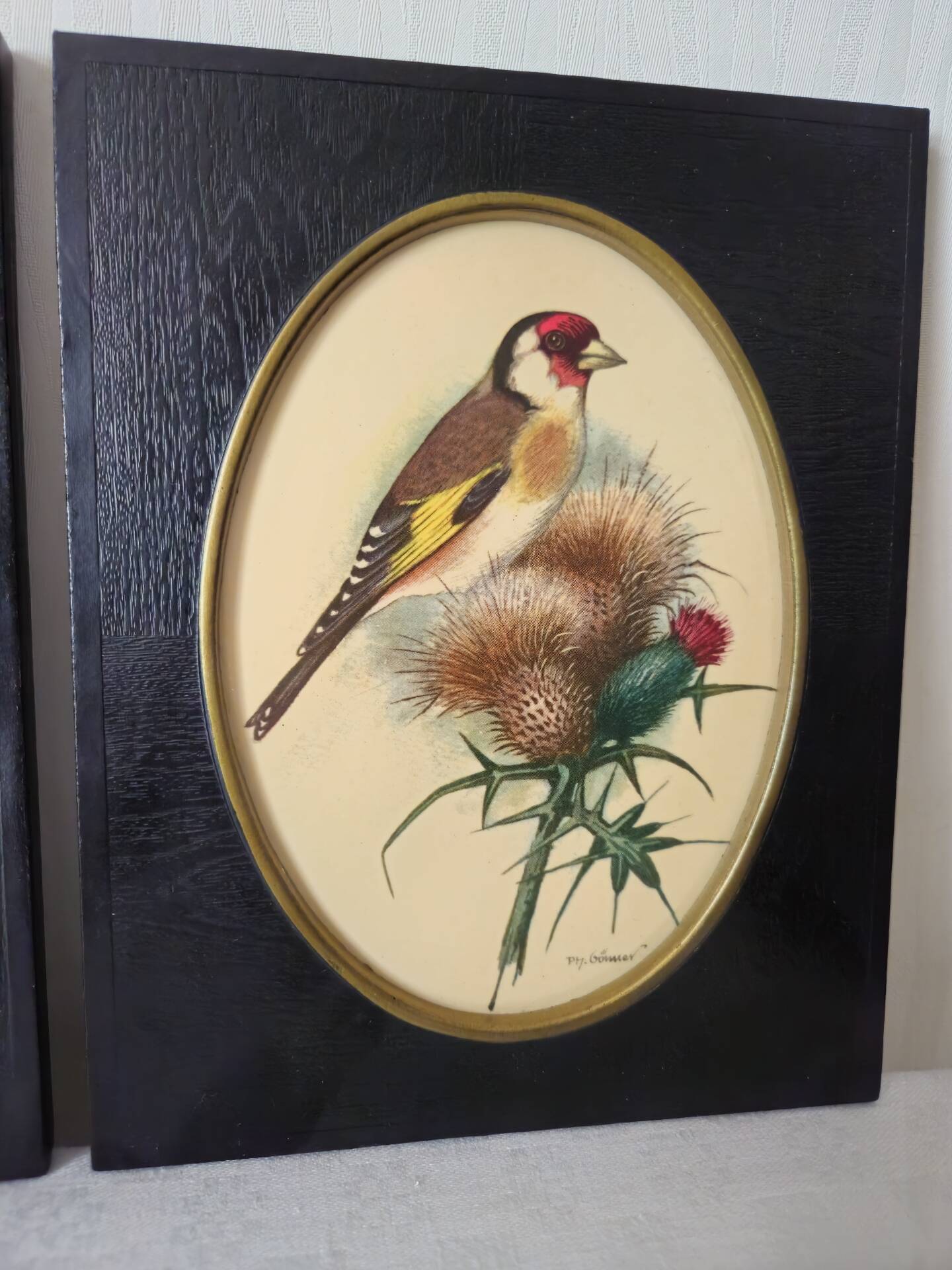 Paire de gravures encadrées oiseaux vintage
