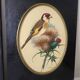 Paire de gravures encadrées oiseaux vintage