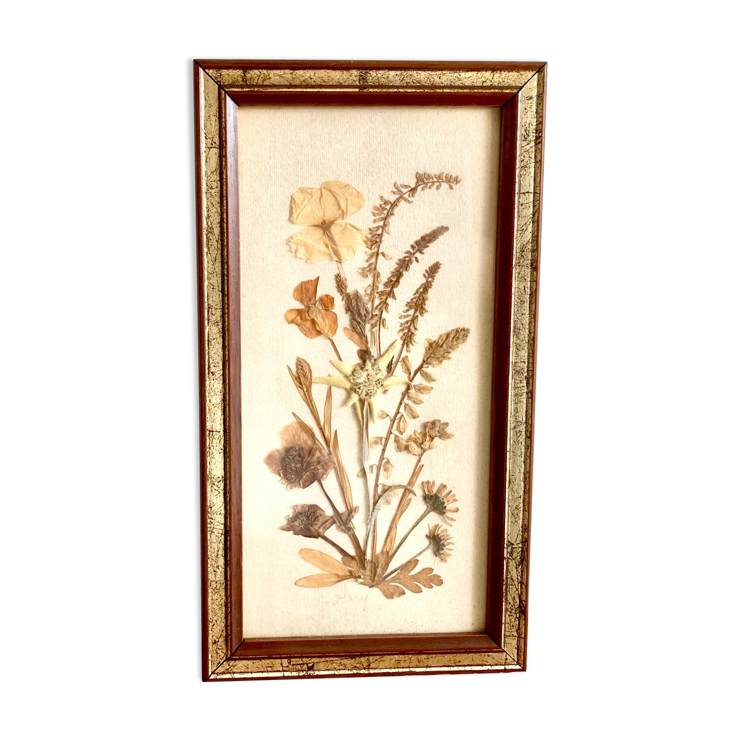 Botanical herbarium framed