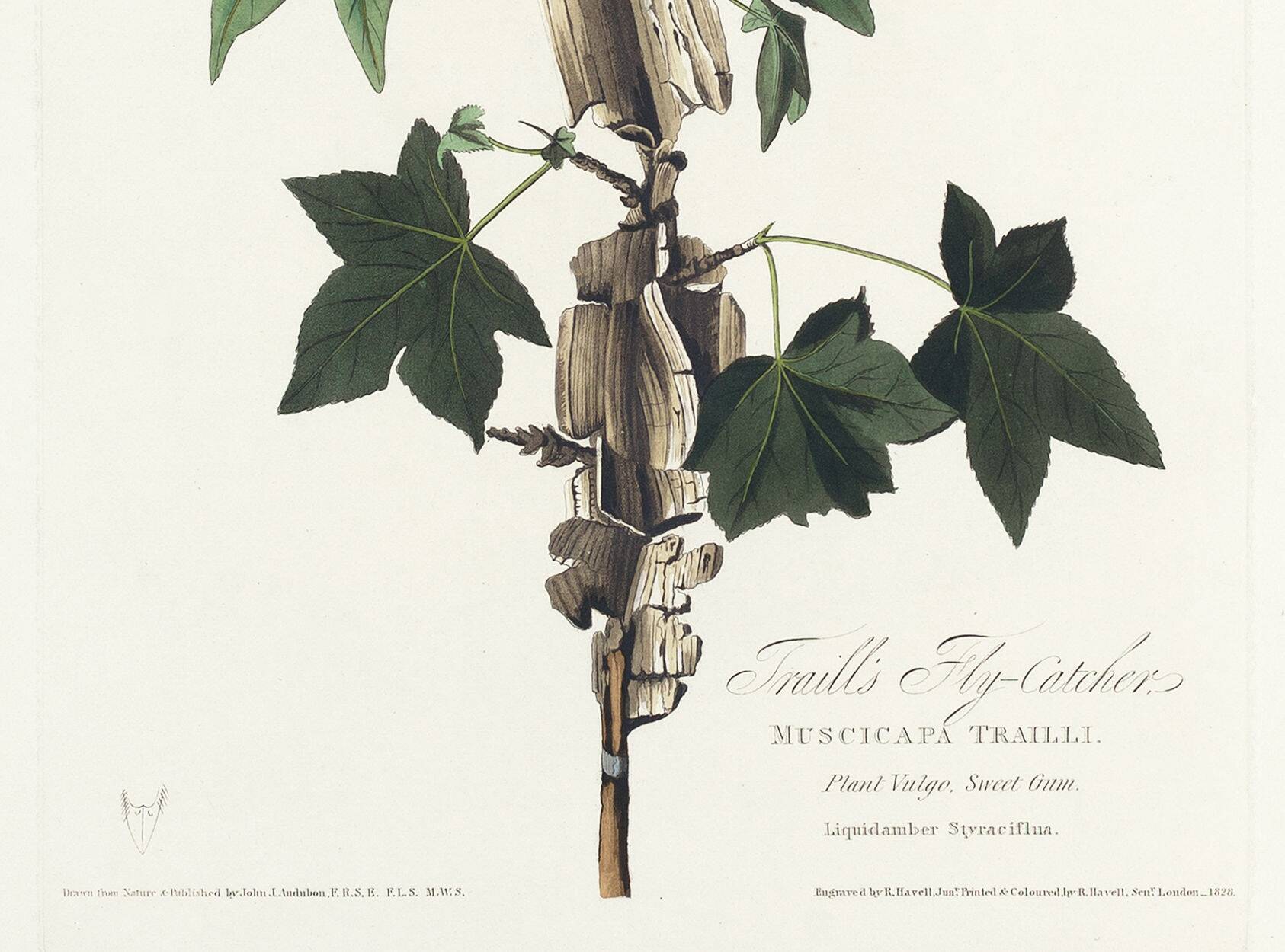 Poster about Traill's Flycatcher, based on an old engraving from 1827.
