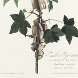 Poster about Traill's Flycatcher, based on an old engraving from 1827.