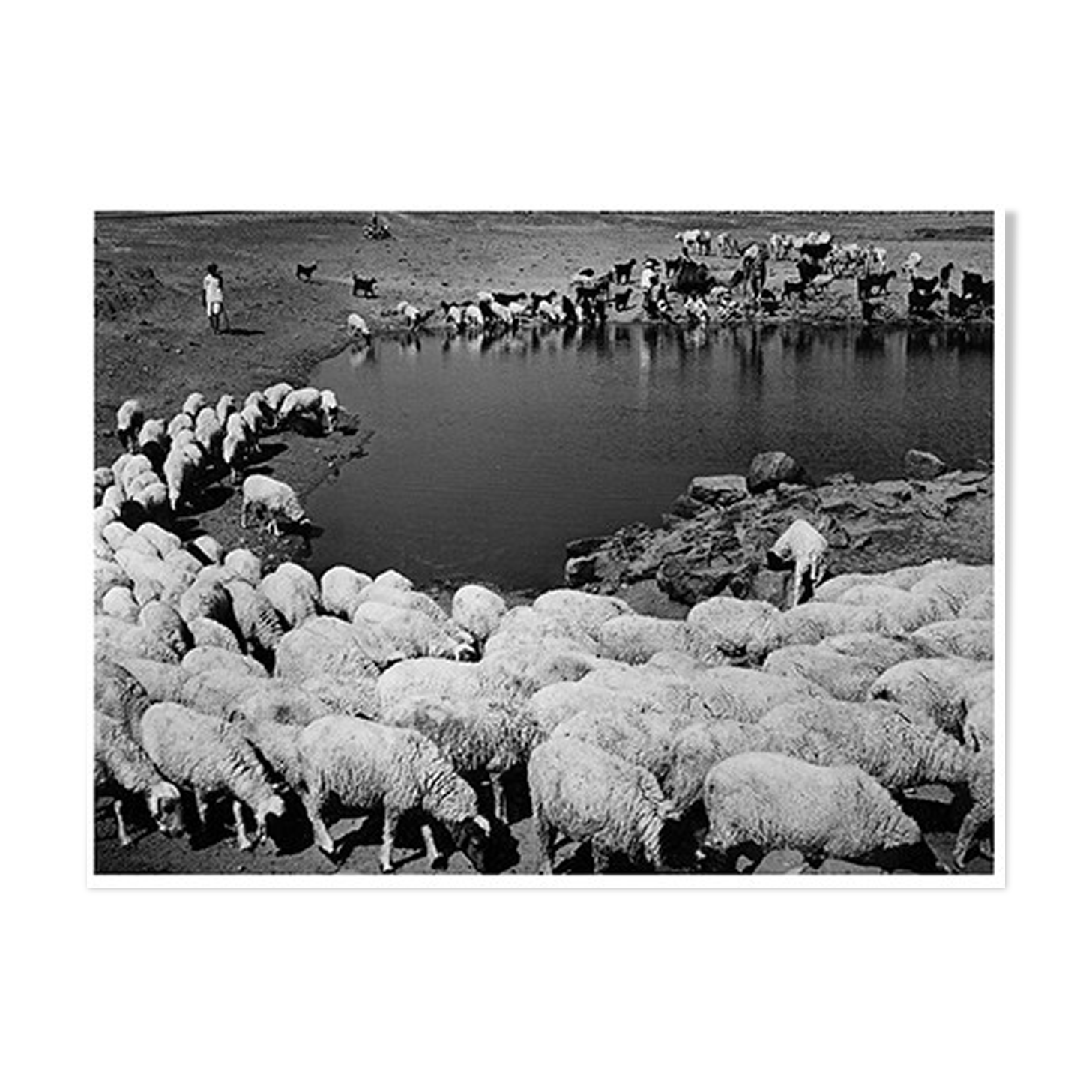 transhumance, rajasthan