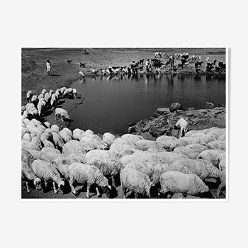 Photographie Transhumance Rajasthan