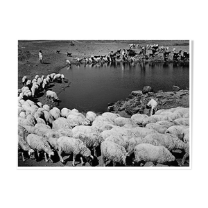 Photographie Transhumance Rajasthan