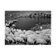 transhumance, rajasthan