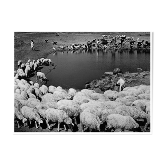 transhumance, rajasthan