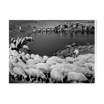 transhumance, rajasthan