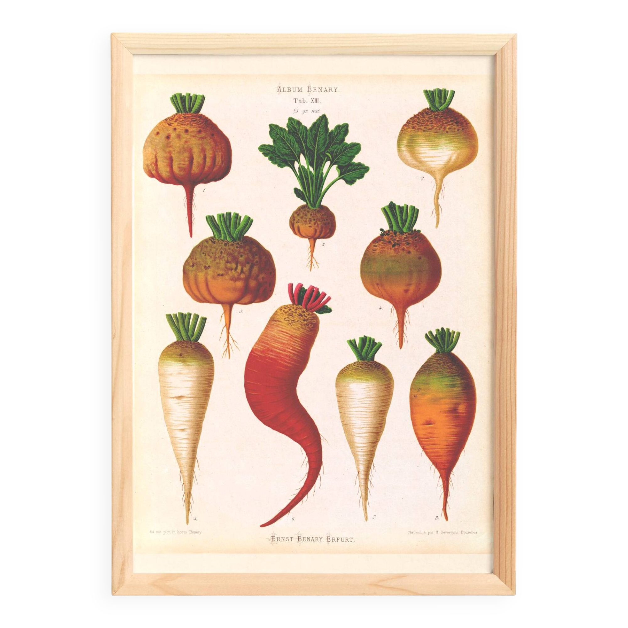 Poster on sugar beets, based on an old engraving from 1886.