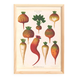 Poster on sugar beets, based on an old engraving from 1886.