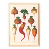 Poster on sugar beets, based on an old engraving from 1886.