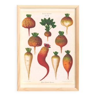 Poster on sugar beets, based on an old engraving from 1886.