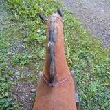 Cheval à bascule ancien