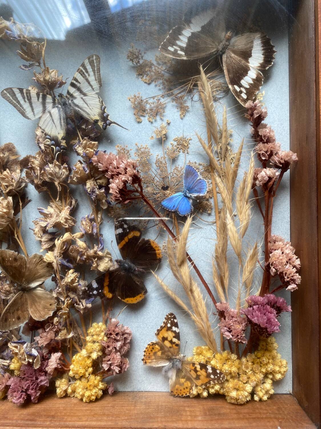 Vintage frame with butterflies and dried flowers