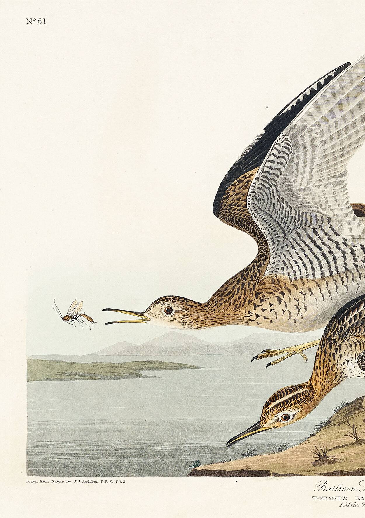 Poster about Maubèche, based on an old engraving from 1827.