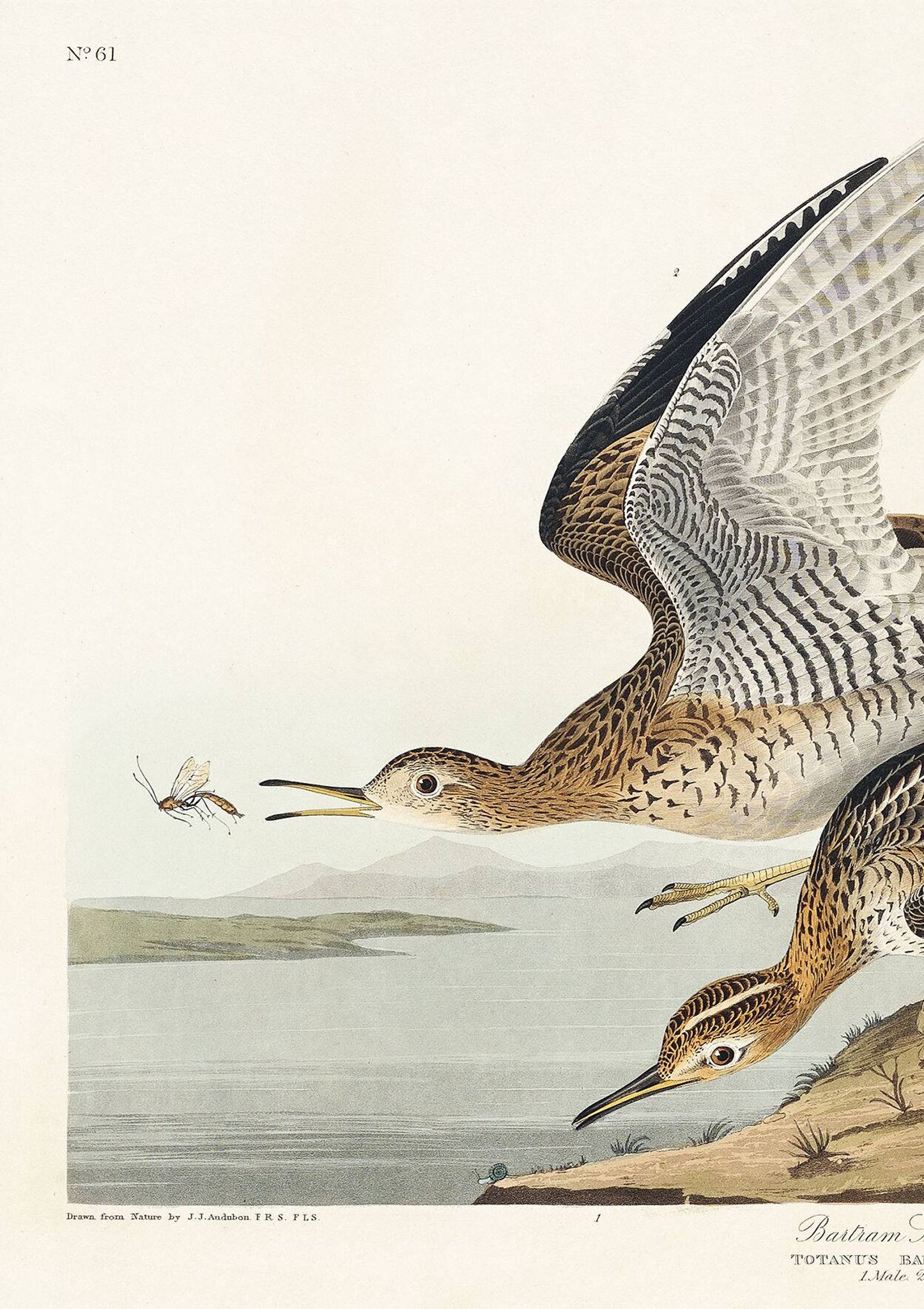 Poster about Maubèche, based on an old engraving from 1827.