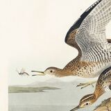 Poster about Maubèche, based on an old engraving from 1827.