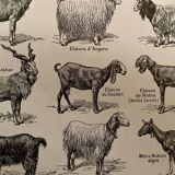 Lithograph on goats - 1920