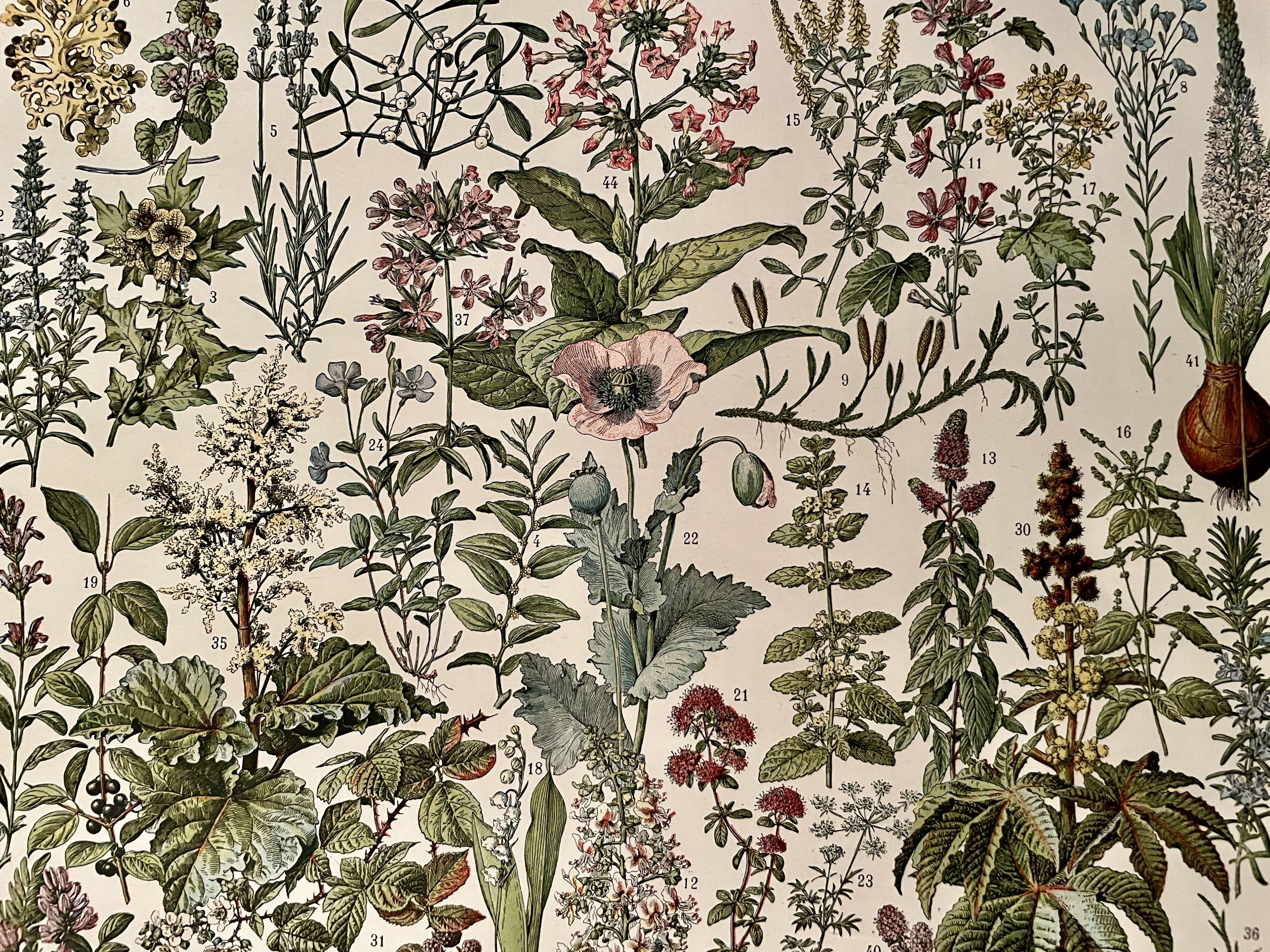 Lithograph on medicinal plants (mistletoe) - 1930