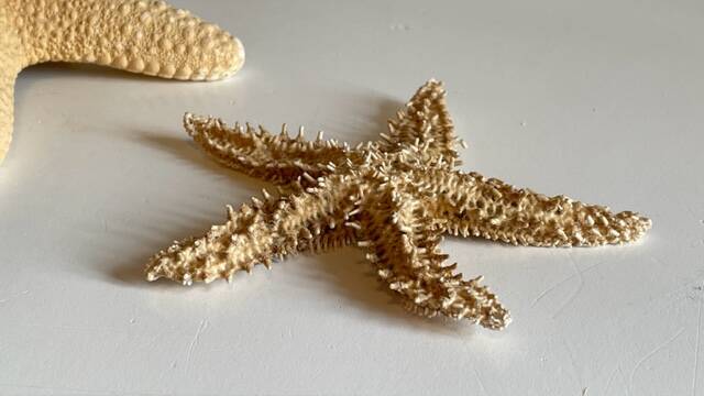 Vintage starfish