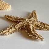 Vintage starfish