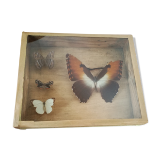 Butterfly box