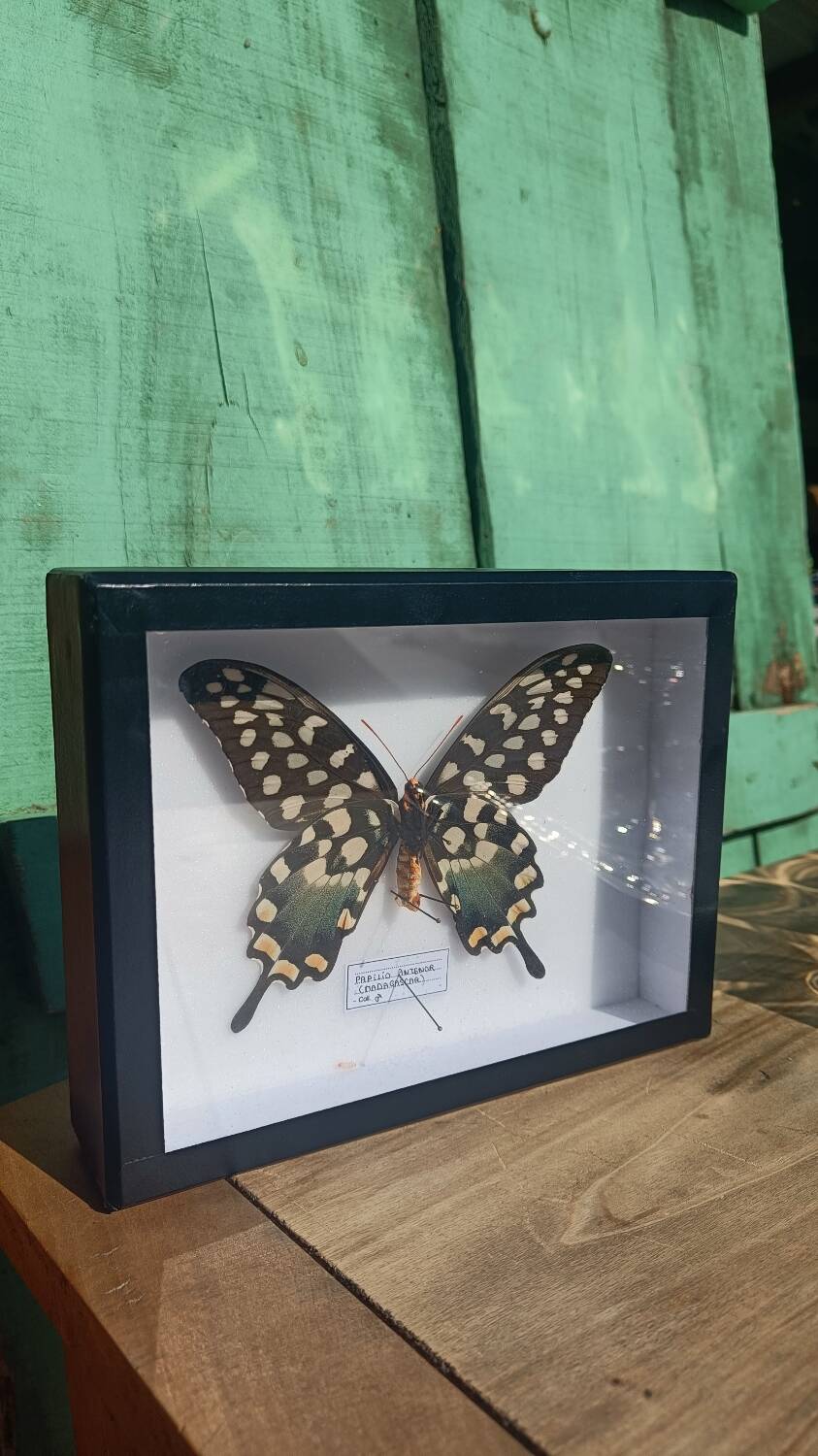 Papillon Antenor de Madagascar