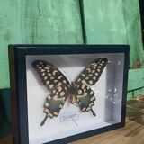 Madagascar Antenor Butterfly
