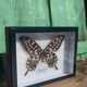 Papillon Antenor de Madagascar