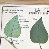 Rossignol pedagogical poster